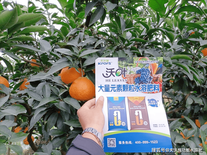 柑橘树施什么肥好