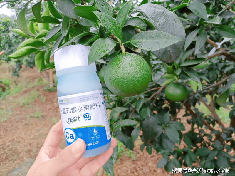 柑橘树施什么肥好