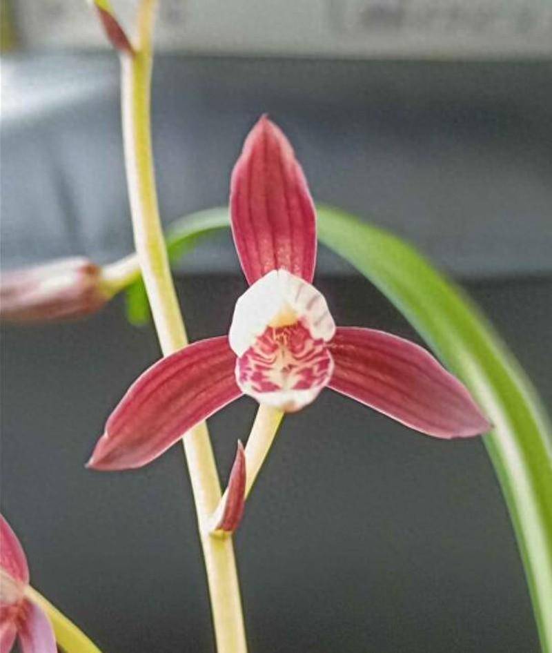 新手养什么兰花好？