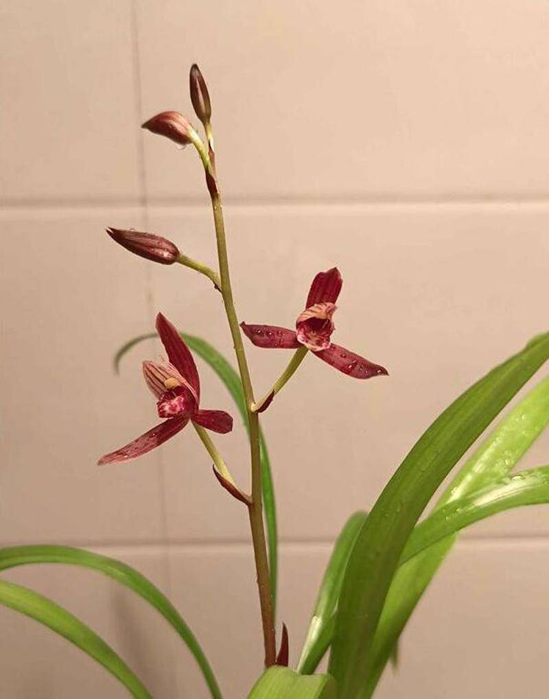 新手养什么兰花好？