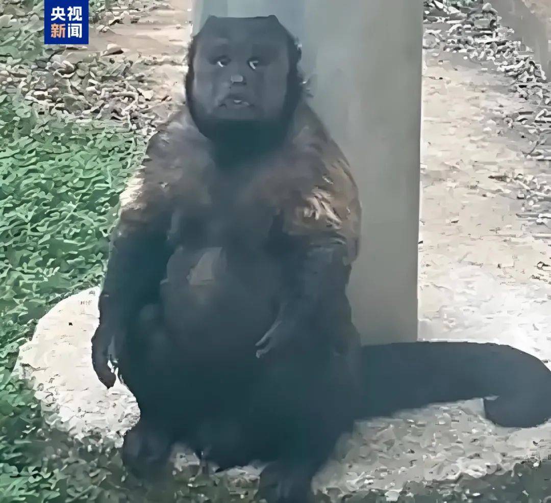 官方确认：“大壮”已死亡！死因公布