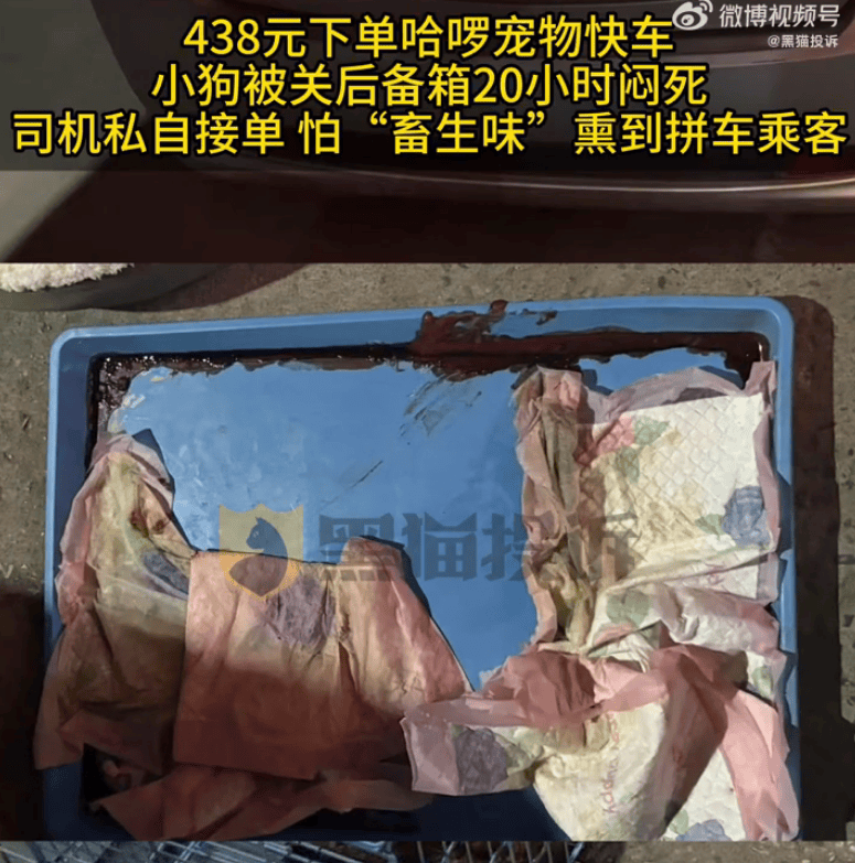 哈啰宠物快车小狗被关后备箱闷死