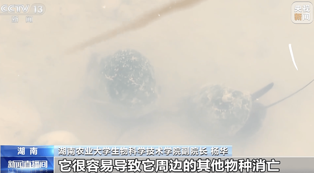 掀开衣服，密密麻麻！200多只活虫惊现深圳机场……