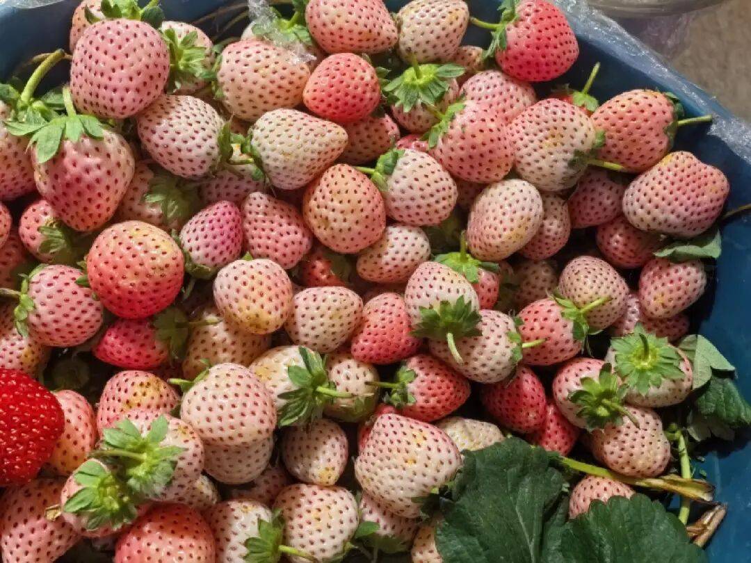 30-38元/公斤！昆明这一美味已上市！