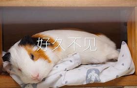 懒猪理财(懒猪理财登陆)